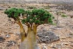 Leaves of bottle trees of Socotra