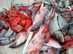 Fish Markets & Fishers