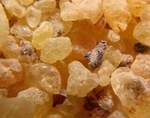 The resin of Boswellia trees from Socotra is the best frankincense in the world