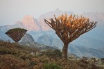 Exclusive Socotra Trekking Tour