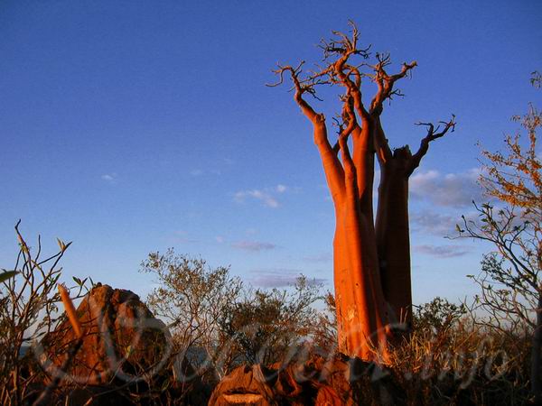 Socotra Picture of the Day: Mystic tree in the last rays