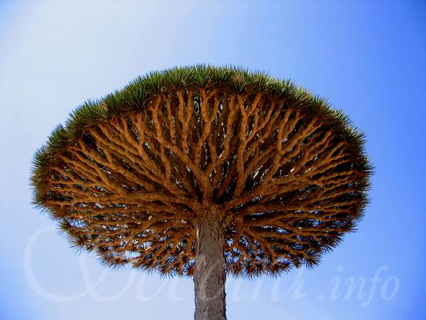 Socotra Picture of the Day: Dragon blood tree