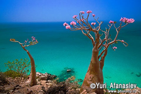 Socotra Picture of the Day: Blooming bottle tree