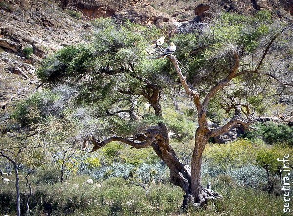 Socotra Picture of the Day: Birds on the tree