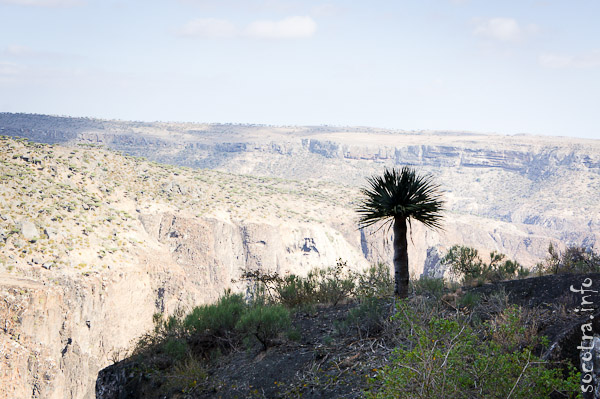 Socotra Picture of the Day: young dragon`s blood tree