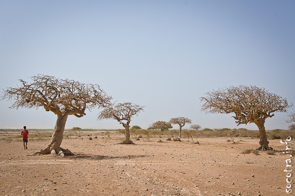 Socotra Picture of the Day: Myrrh tree on the south coast of Socotra