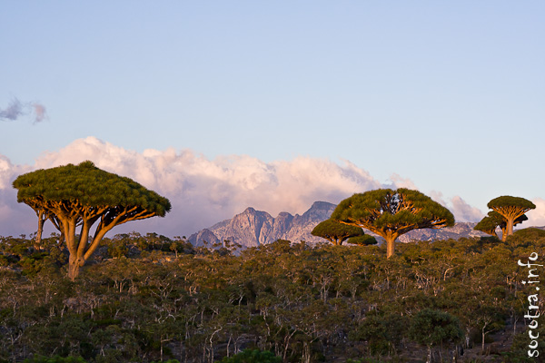 Socotra Picture of the Day: dragon tree at sunset