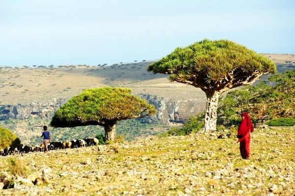 Socotra Picture of the Day: dragon-tree