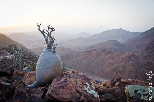 Socotra Picture of the Day: Bottle trees among the rocks