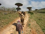 Trekking in Socotra