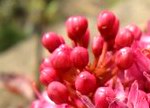 Socotran Frankincense Tree (Boswellia socotrana) flower