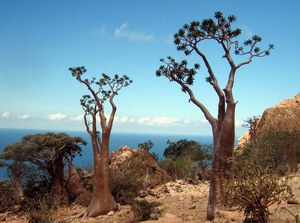 "The Lost World", Socotra island