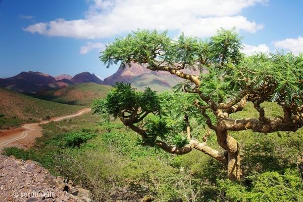 Socotra Picture of the Day: Boswellia tree