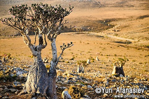 Socotra Picture of the Day: Bottle tree in the plateau Mumi