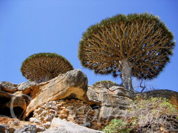 Socotra Picture of the Day: old local house in Dixam