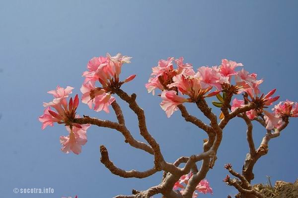Socotra Picture of the Day: Desert rose