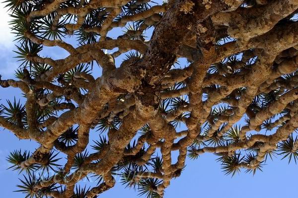 Socotra Picture of the Day: dragon tree branches