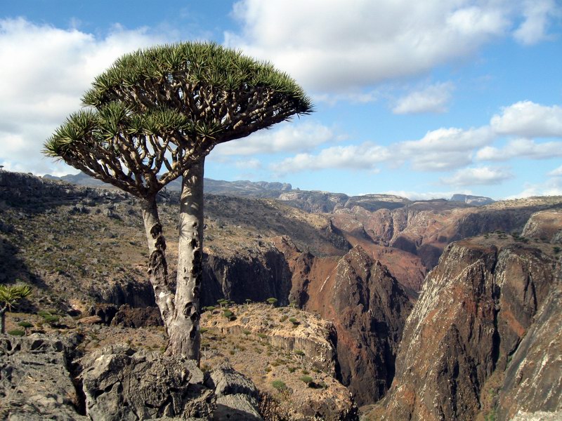 Dragon's blood tree on the island of Socotra