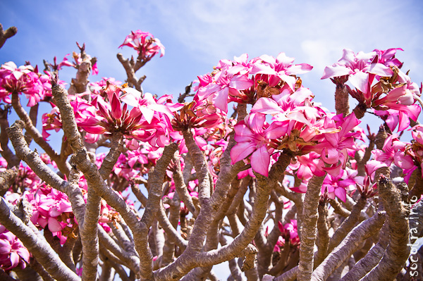 Socotra Picture of the Day: Flowers of bottle tree