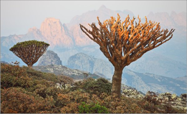 Socotra Picture of the Day: Dry dragoon blood tree