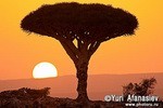Training Photo-Tour to Socotra in October, 2010