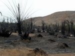 Fire in Socotra