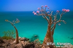 Socotra Picture of the Day: Blooming bottle tree