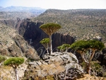 Socotra Picture of the Day: View of Canyon Wadi Dirhur