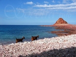 Socotra Picture of the Day: goats of DiHamri