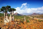 Socotra Picture of the Day: landscape on Mumi plateau