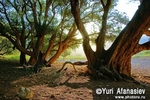 Socotra Picture of the Day: Old tree in wadi Ayaft