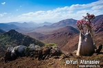 Socotra Picture of the Day: Afternoon on the plateau Mumi
