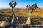 Socotra Picture of the Day: on Mumi plateau