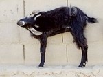Goats have eaten Socotra 
