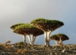 Socotra available again for tourism!