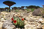 Socotra Picture of the Day: stone rose in Dixam area
