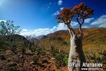 Socotra Picture of the Day:  landscape on the plateau Mumi