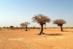 Socotra Picture of the Day: Myrrh trees on the southern coast of Socotra