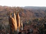 Socotra Picture of the Day: Bottle trees on the plateau Mumi