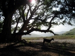 Socotra Picture of the Day: Old tree from wadi Ayft