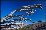Socotra Picture of the Day: The branches of the dragon tree