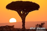 Socotra Picture of the Day: Sunset on the plateau of Dixam