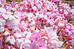 Socotra Picture of the Day: Flowers of desert rose