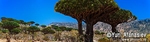 Socotra Picture of the Day: Dixam