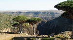 Socotra Picture of the Day: Dragon`s blood tree at Dixam plateau