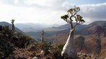 Plateau Mumi - the eastern part of Socotra Island