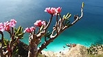 Our photo film about Socotra