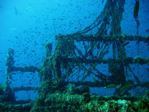 Diving in Socotra