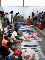 Fish market in Socotra
