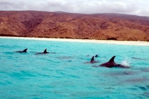 Дельфины у берегов Сокотры